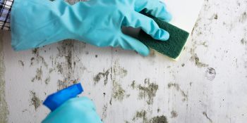 housekeeper-wearing-blue-gloves-cleaning-mould-off-wall