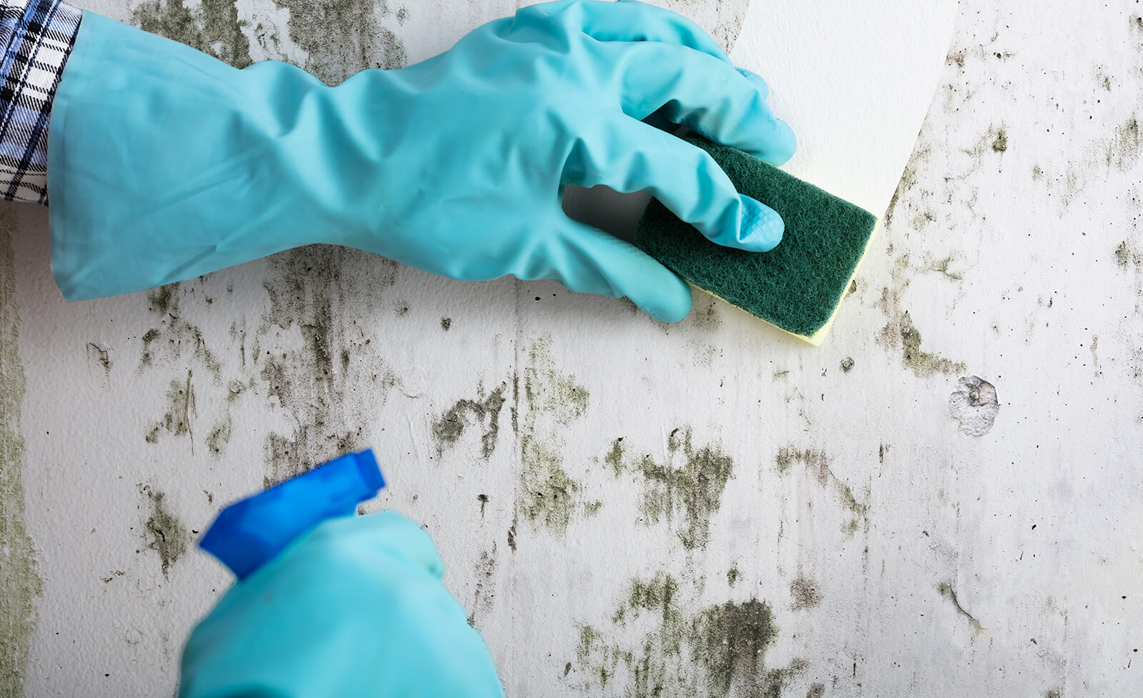 How To Get Rid Of Mould The Safe & Effective Ways To Remove Mould